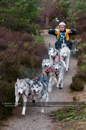 Racing Team in the Siberian Husky Club of GB Arden Grange Aviemore Sled Dog Rally 2011. Please don't use my images on websites, blogs or elsewhere without my permission. See www.austintaylorphotography.com for contact details