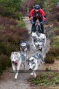 Racing Team in the Siberian Husky Club of GB Arden Grange Aviemore Sled Dog Rally 2011. Please don't use my images on websites, blogs or elsewhere without my permission. See www.austintaylorphotography.com for contact details
