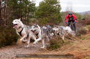Racing Team in the Siberian Husky Club of GB Arden Grange Aviemore Sled Dog Rally 2011. Please don't use my images on websites, blogs or elsewhere without my permission. See www.austintaylorphotography.com for contact details
