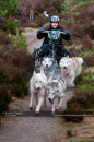 Racing Team in the Siberian Husky Club of GB Arden Grange Aviemore Sled Dog Rally 2011. Please don't use my images on websites, blogs or elsewhere without my permission. See www.austintaylorphotography.com for contact details