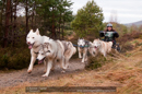 Racing Team in the Siberian Husky Club of GB Arden Grange Aviemore Sled Dog Rally 2011. Please don't use my images on websites, blogs or elsewhere without my permission. See www.austintaylorphotography.com for contact details