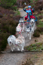 Racing Team in the Siberian Husky Club of GB Arden Grange Aviemore Sled Dog Rally 2011. Please don't use my images on websites, blogs or elsewhere without my permission. See www.austintaylorphotography.com for contact details