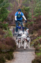 Racing Team in the Siberian Husky Club of GB Arden Grange Aviemore Sled Dog Rally 2011. Please don't use my images on websites, blogs or elsewhere without my permission. See www.austintaylorphotography.com for contact details