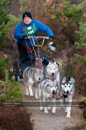 Racing Team in the Siberian Husky Club of GB Arden Grange Aviemore Sled Dog Rally 2011. Please don't use my images on websites, blogs or elsewhere without my permission. See www.austintaylorphotography.com for contact details