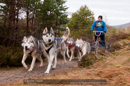 Racing Team in the Siberian Husky Club of GB Arden Grange Aviemore Sled Dog Rally 2011. Please don't use my images on websites, blogs or elsewhere without my permission. See www.austintaylorphotography.com for contact details