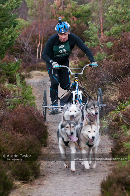 Racing Team in the Siberian Husky Club of GB Arden Grange Aviemore Sled Dog Rally 2011. Please don't use my images on websites, blogs or elsewhere without my permission. See www.austintaylorphotography.com for contact details