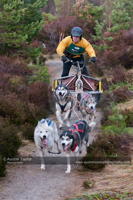 Racing Team in the Siberian Husky Club of GB Arden Grange Aviemore Sled Dog Rally 2011. Please don't use my images on websites, blogs or elsewhere without my permission. See www.austintaylorphotography.com for contact details