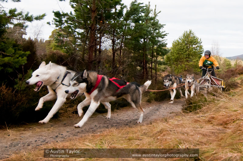 Racing Team in the Siberian Husky Club of GB Arden Grange Aviemore Sled Dog Rally 2011. Please don't use my images on websites, blogs or elsewhere without my permission. See www.austintaylorphotography.com for contact details