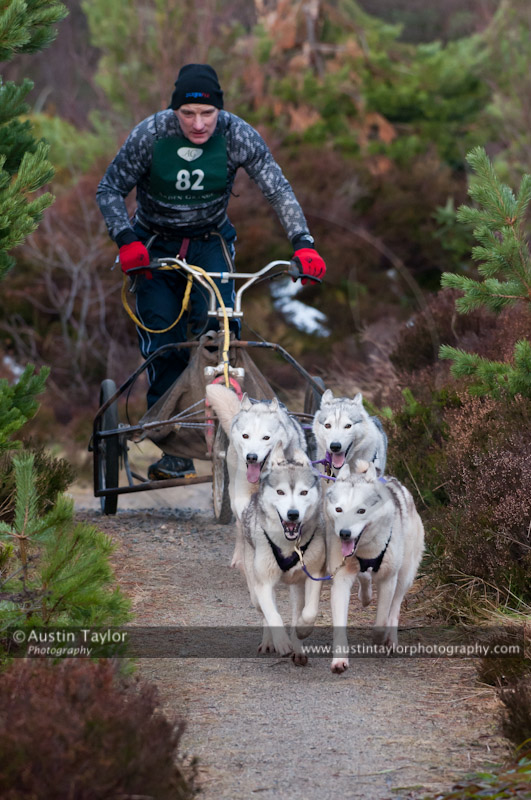 Racing Team in the Siberian Husky Club of GB Arden Grange Aviemore Sled Dog Rally 2011. Please don't use my images on websites, blogs or elsewhere without my permission. See www.austintaylorphotography.com for contact details