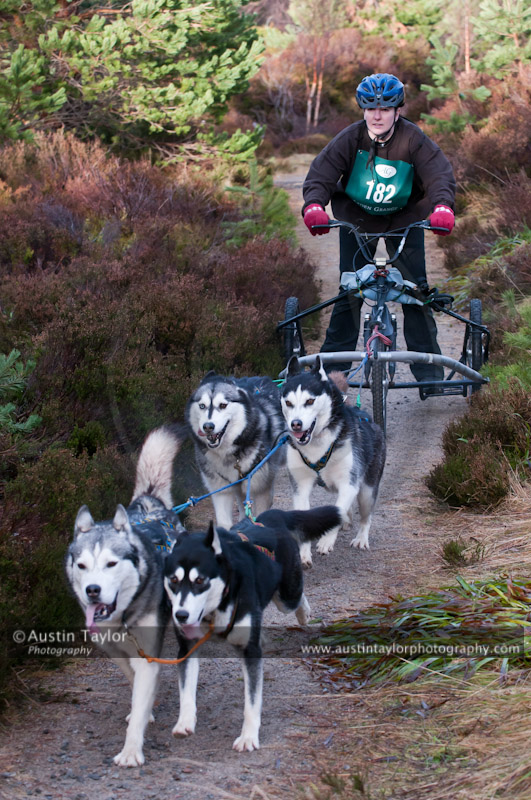 Racing Team in the Siberian Husky Club of GB Arden Grange Aviemore Sled Dog Rally 2011. Please don't use my images on websites, blogs or elsewhere without my permission. See www.austintaylorphotography.com for contact details