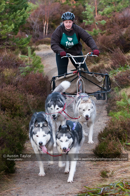 Racing Team in the Siberian Husky Club of GB Arden Grange Aviemore Sled Dog Rally 2011. Please don't use my images on websites, blogs or elsewhere without my permission. See www.austintaylorphotography.com for contact details
