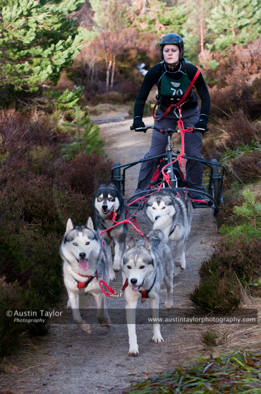 Racing Team in the Siberian Husky Club of GB Arden Grange Aviemore Sled Dog Rally 2011. Please don't use my images on websites, blogs or elsewhere without my permission. See www.austintaylorphotography.com for contact details