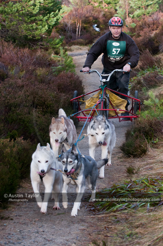 Racing Team in the Siberian Husky Club of GB Arden Grange Aviemore Sled Dog Rally 2011. Please don't use my images on websites, blogs or elsewhere without my permission. See www.austintaylorphotography.com for contact details