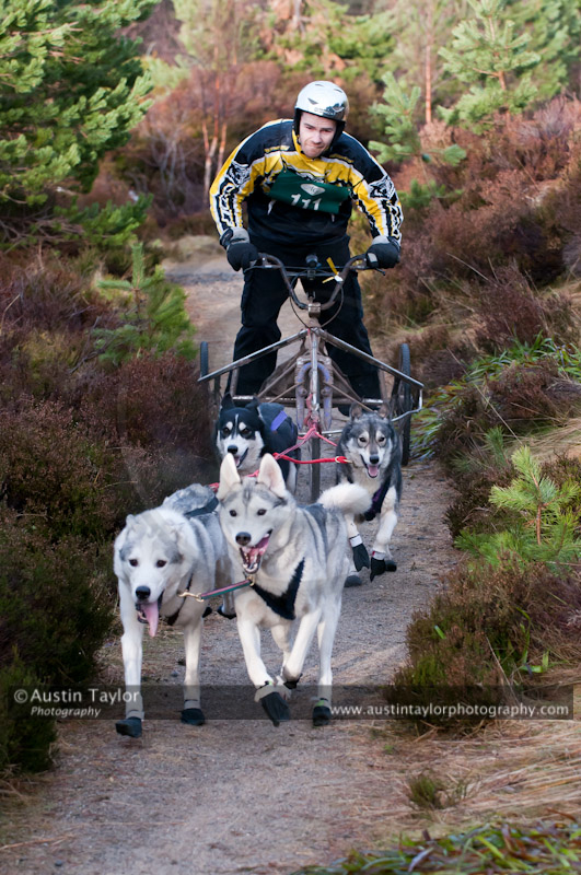 Racing Team in the Siberian Husky Club of GB Arden Grange Aviemore Sled Dog Rally 2011. Please don't use my images on websites, blogs or elsewhere without my permission. See www.austintaylorphotography.com for contact details