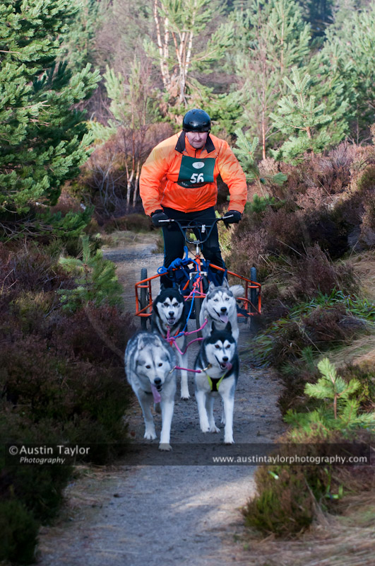 Racing Team in the Siberian Husky Club of GB Arden Grange Aviemore Sled Dog Rally 2011. Please don't use my images on websites, blogs or elsewhere without my permission. See www.austintaylorphotography.com for contact details