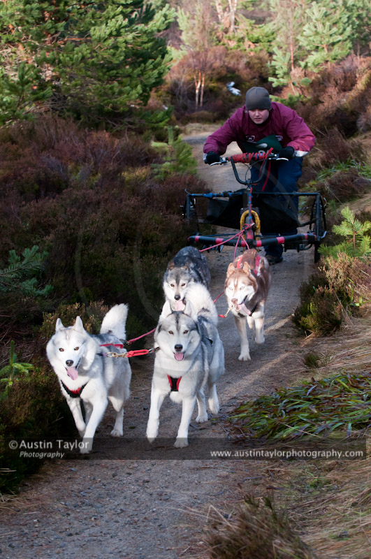 Racing Team in the Siberian Husky Club of GB Arden Grange Aviemore Sled Dog Rally 2011. Please don't use my images on websites, blogs or elsewhere without my permission. See www.austintaylorphotography.com for contact details