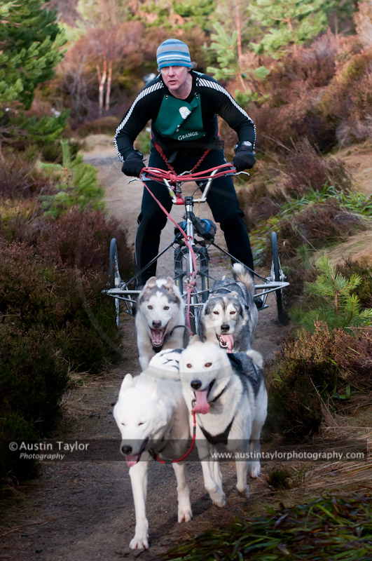 Racing Team in the Siberian Husky Club of GB Arden Grange Aviemore Sled Dog Rally 2011. Please don't use my images on websites, blogs or elsewhere without my permission. See www.austintaylorphotography.com for contact details