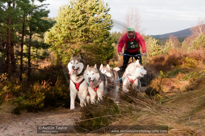 Racing Team in the Siberian Husky Club of GB Arden Grange Aviemore Sled Dog Rally 2011. Please don't use my images on websites, blogs or elsewhere without my permission. See www.austintaylorphotography.com for contact details