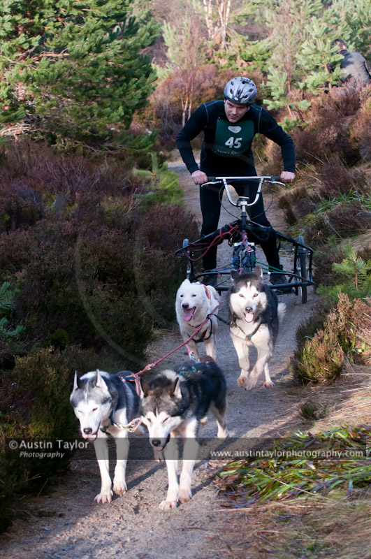 Racing Team in the Siberian Husky Club of GB Arden Grange Aviemore Sled Dog Rally 2011. Please don't use my images on websites, blogs or elsewhere without my permission. See www.austintaylorphotography.com for contact details