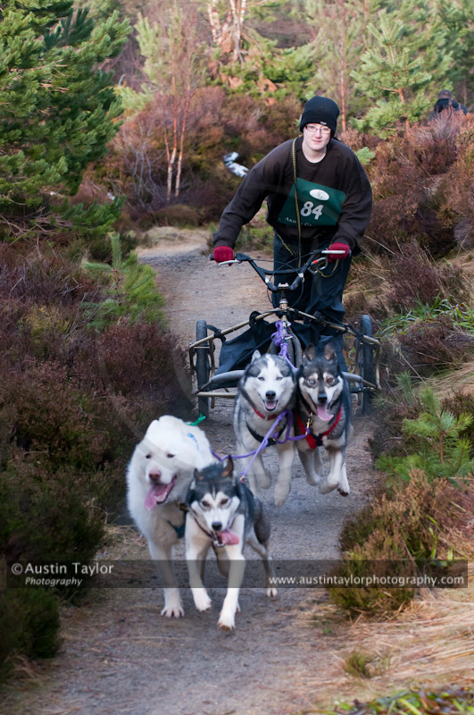 Racing Team in the Siberian Husky Club of GB Arden Grange Aviemore Sled Dog Rally 2011. Please don't use my images on websites, blogs or elsewhere without my permission. See www.austintaylorphotography.com for contact details