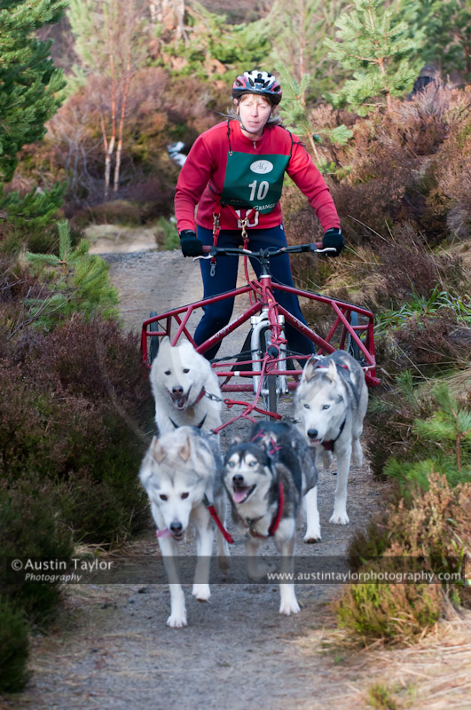 Racing Team in the Siberian Husky Club of GB Arden Grange Aviemore Sled Dog Rally 2011. Please don't use my images on websites, blogs or elsewhere without my permission. See www.austintaylorphotography.com for contact details