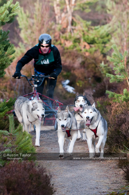 Racing Team in the Siberian Husky Club of GB Arden Grange Aviemore Sled Dog Rally 2011. Please don't use my images on websites, blogs or elsewhere without my permission. See www.austintaylorphotography.com for contact details