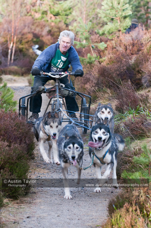 Racing Team in the Siberian Husky Club of GB Arden Grange Aviemore Sled Dog Rally 2011. Please don't use my images on websites, blogs or elsewhere without my permission. See www.austintaylorphotography.com for contact details