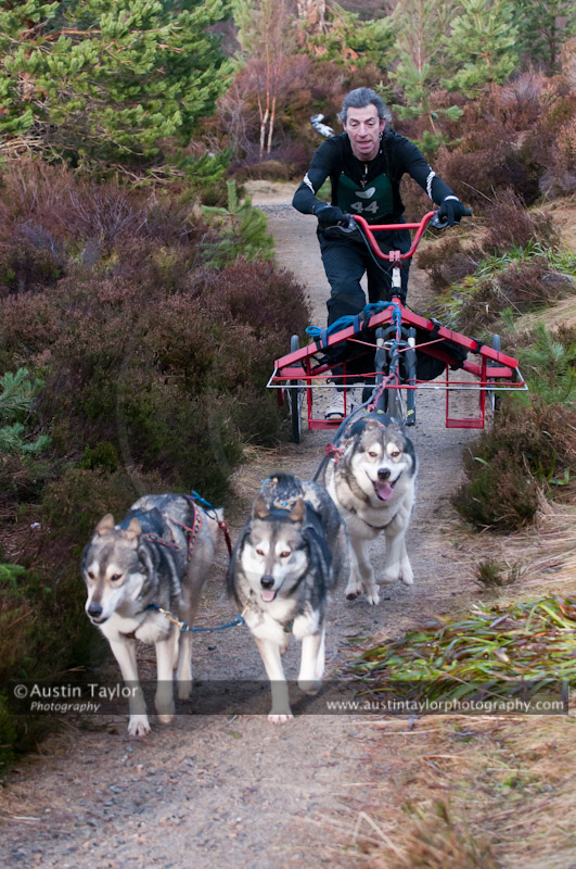 Racing Team in the Siberian Husky Club of GB Arden Grange Aviemore Sled Dog Rally 2011. Please don't use my images on websites, blogs or elsewhere without my permission. See www.austintaylorphotography.com for contact details