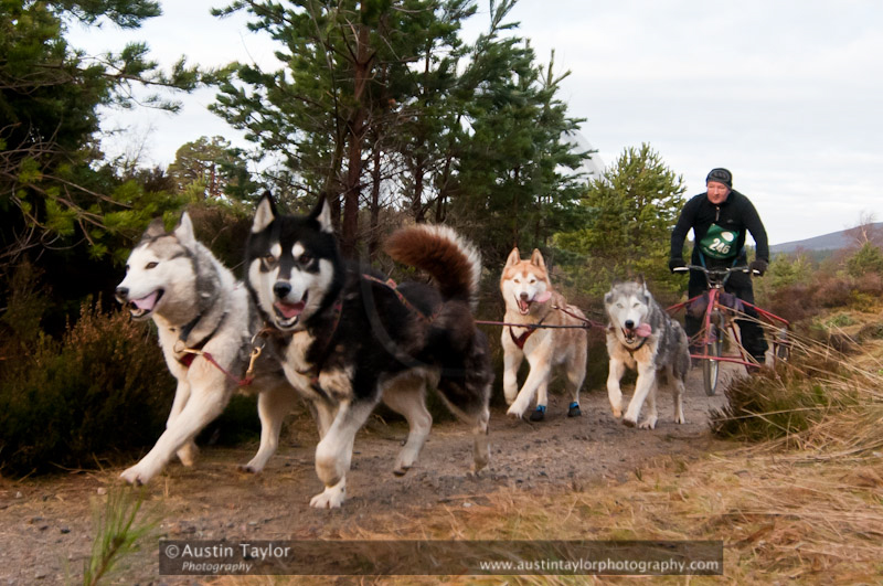 Racing Team in the Siberian Husky Club of GB Arden Grange Aviemore Sled Dog Rally 2011. Please don't use my images on websites, blogs or elsewhere without my permission. See www.austintaylorphotography.com for contact details