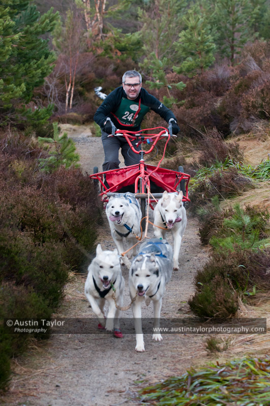 Racing Team in the Siberian Husky Club of GB Arden Grange Aviemore Sled Dog Rally 2011. Please don't use my images on websites, blogs or elsewhere without my permission. See www.austintaylorphotography.com for contact details