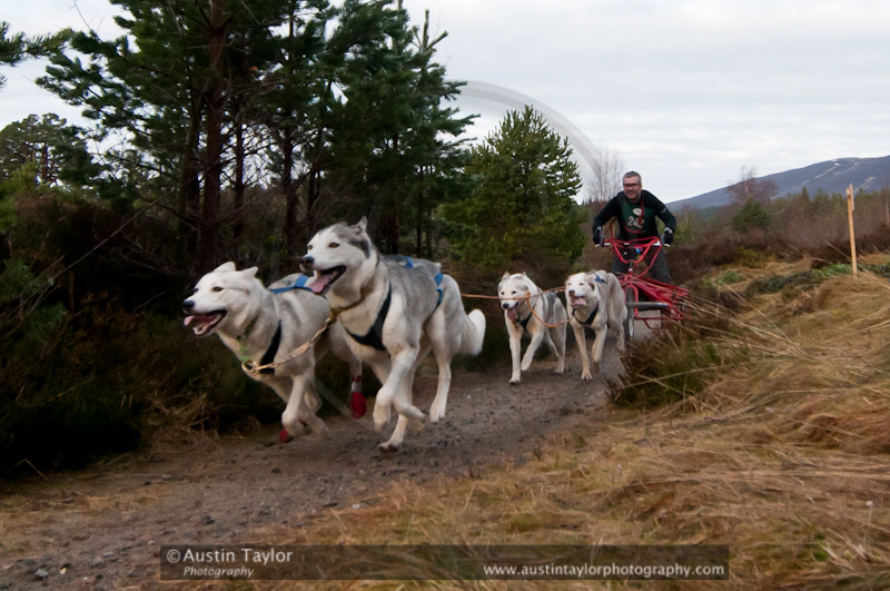 Racing Team in the Siberian Husky Club of GB Arden Grange Aviemore Sled Dog Rally 2011. Please don't use my images on websites, blogs or elsewhere without my permission. See www.austintaylorphotography.com for contact details