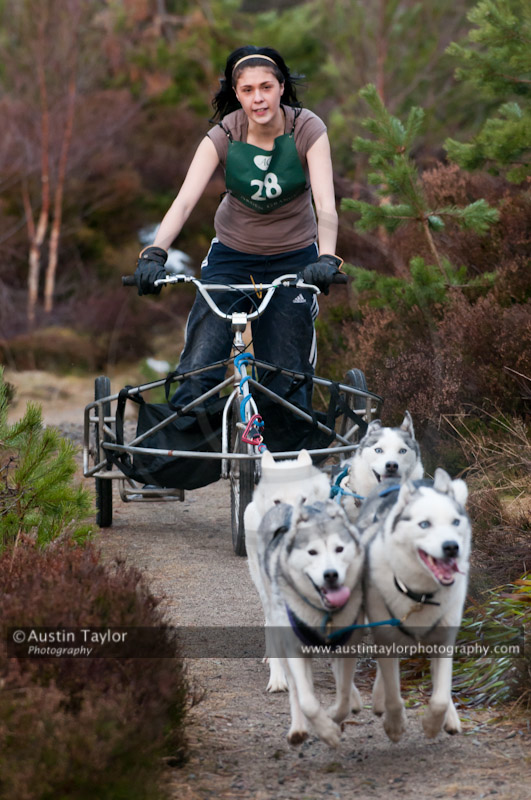 Racing Team in the Siberian Husky Club of GB Arden Grange Aviemore Sled Dog Rally 2011. Please don't use my images on websites, blogs or elsewhere without my permission. See www.austintaylorphotography.com for contact details