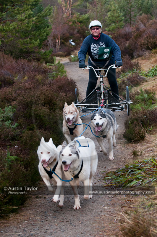 Racing Team in the Siberian Husky Club of GB Arden Grange Aviemore Sled Dog Rally 2011. Please don't use my images on websites, blogs or elsewhere without my permission. See www.austintaylorphotography.com for contact details