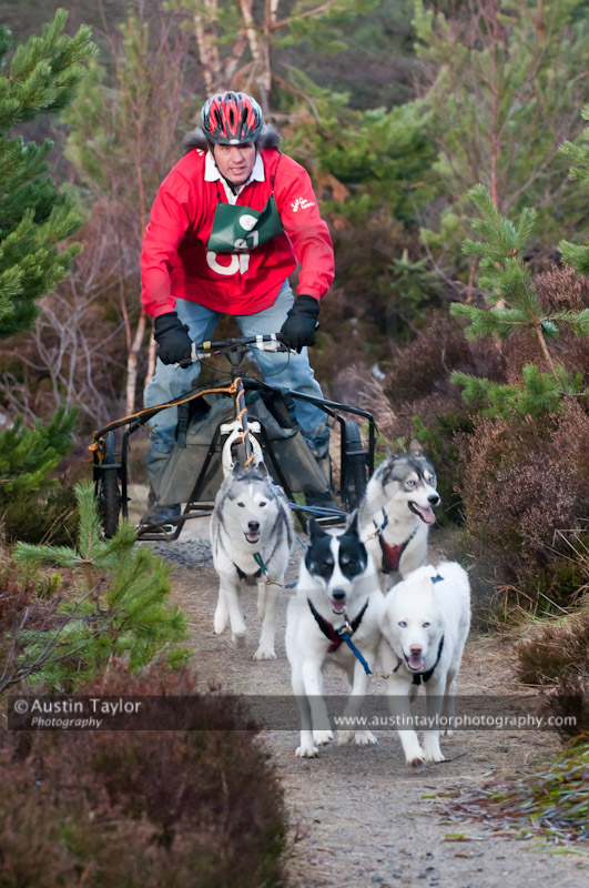 Racing Team in the Siberian Husky Club of GB Arden Grange Aviemore Sled Dog Rally 2011. Please don't use my images on websites, blogs or elsewhere without my permission. See www.austintaylorphotography.com for contact details