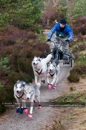 Racing Team in the Siberian Husky Club of GB Arden Grange Aviemore Sled Dog Rally 2011. Please don't use my images on websites, blogs or elsewhere without my permission. See www.austintaylorphotography.com for contact details