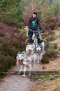 Racing Team in the Siberian Husky Club of GB Arden Grange Aviemore Sled Dog Rally 2011. Please don't use my images on websites, blogs or elsewhere without my permission. See www.austintaylorphotography.com for contact details