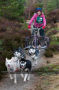 Racing Team in the Siberian Husky Club of GB Arden Grange Aviemore Sled Dog Rally 2011. Please don't use my images on websites, blogs or elsewhere without my permission. See www.austintaylorphotography.com for contact details