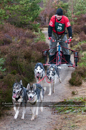 Racing Team in the Siberian Husky Club of GB Arden Grange Aviemore Sled Dog Rally 2011. Please don't use my images on websites, blogs or elsewhere without my permission. See www.austintaylorphotography.com for contact details