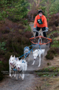 Racing Team in the Siberian Husky Club of GB Arden Grange Aviemore Sled Dog Rally 2011. Please don't use my images on websites, blogs or elsewhere without my permission. See www.austintaylorphotography.com for contact details