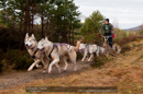 Racing Team in the Siberian Husky Club of GB Arden Grange Aviemore Sled Dog Rally 2011. Please don't use my images on websites, blogs or elsewhere without my permission. See www.austintaylorphotography.com for contact details