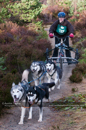 Racing Team in the Siberian Husky Club of GB Arden Grange Aviemore Sled Dog Rally 2011. Please don't use my images on websites, blogs or elsewhere without my permission. See www.austintaylorphotography.com for contact details