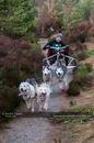 Racing Team in the Siberian Husky Club of GB Arden Grange Aviemore Sled Dog Rally 2011. Please don't use my images on websites, blogs or elsewhere without my permission. See www.austintaylorphotography.com for contact details