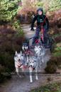 Racing Team in the Siberian Husky Club of GB Arden Grange Aviemore Sled Dog Rally 2011. Please don't use my images on websites, blogs or elsewhere without my permission. See www.austintaylorphotography.com for contact details