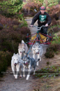 Racing Team in the Siberian Husky Club of GB Arden Grange Aviemore Sled Dog Rally 2011. Please don't use my images on websites, blogs or elsewhere without my permission. See www.austintaylorphotography.com for contact details