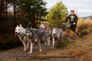 Racing Team in the Siberian Husky Club of GB Arden Grange Aviemore Sled Dog Rally 2011. Please don't use my images on websites, blogs or elsewhere without my permission. See www.austintaylorphotography.com for contact details