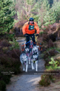 Racing Team in the Siberian Husky Club of GB Arden Grange Aviemore Sled Dog Rally 2011. Please don't use my images on websites, blogs or elsewhere without my permission. See www.austintaylorphotography.com for contact details