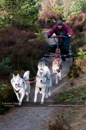 Racing Team in the Siberian Husky Club of GB Arden Grange Aviemore Sled Dog Rally 2011. Please don't use my images on websites, blogs or elsewhere without my permission. See www.austintaylorphotography.com for contact details