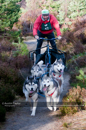 Racing Team in the Siberian Husky Club of GB Arden Grange Aviemore Sled Dog Rally 2011. Please don't use my images on websites, blogs or elsewhere without my permission. See www.austintaylorphotography.com for contact details