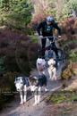 Racing Team in the Siberian Husky Club of GB Arden Grange Aviemore Sled Dog Rally 2011. Please don't use my images on websites, blogs or elsewhere without my permission. See www.austintaylorphotography.com for contact details