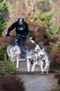 Racing Team in the Siberian Husky Club of GB Arden Grange Aviemore Sled Dog Rally 2011. Please don't use my images on websites, blogs or elsewhere without my permission. See www.austintaylorphotography.com for contact details